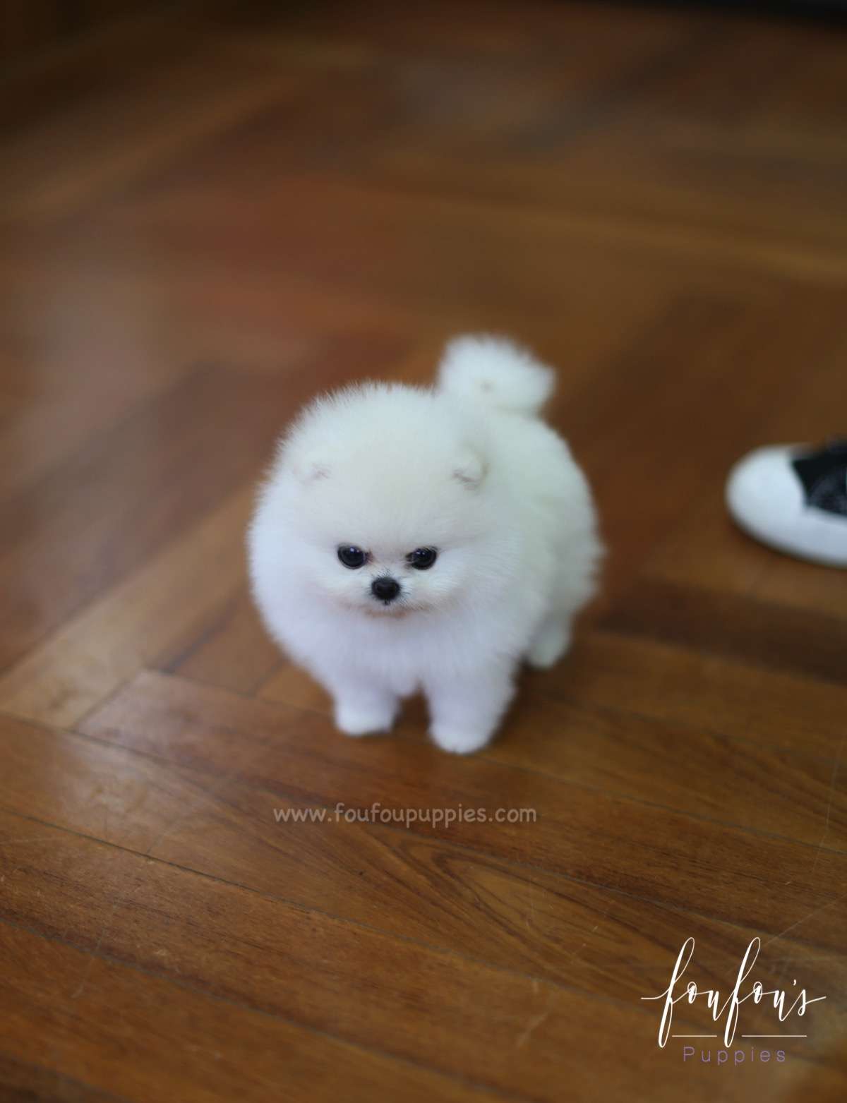 Cotton - Pomeranian F.