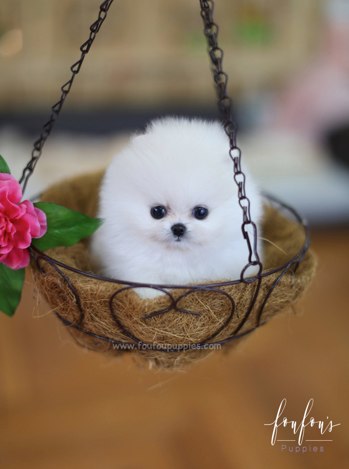 Cotton - Pomeranian F.