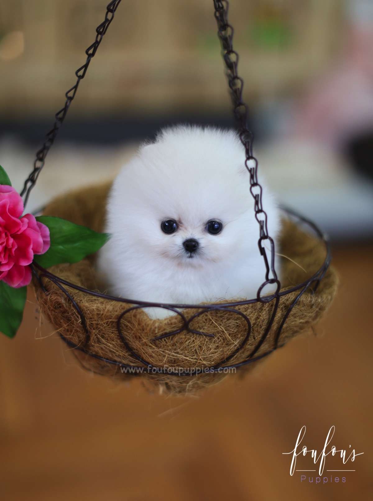 Cotton - Pomeranian F.