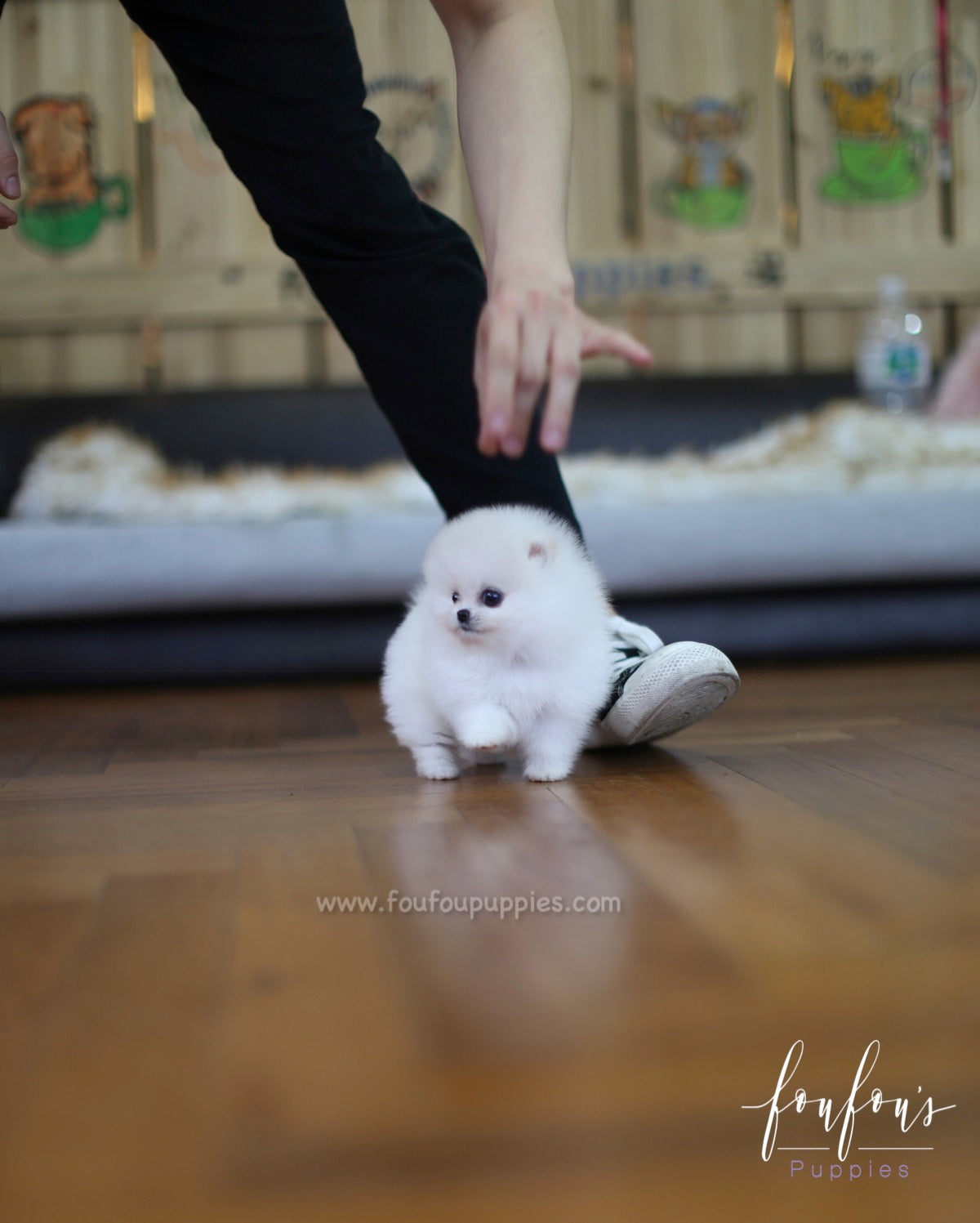 Cotton - Pomeranian F.