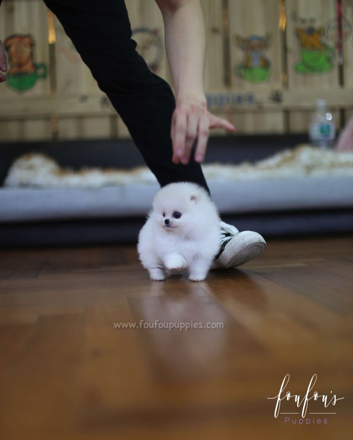 Cotton - Pomeranian F.