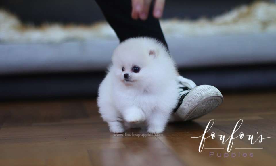 Cotton - Pomeranian F.