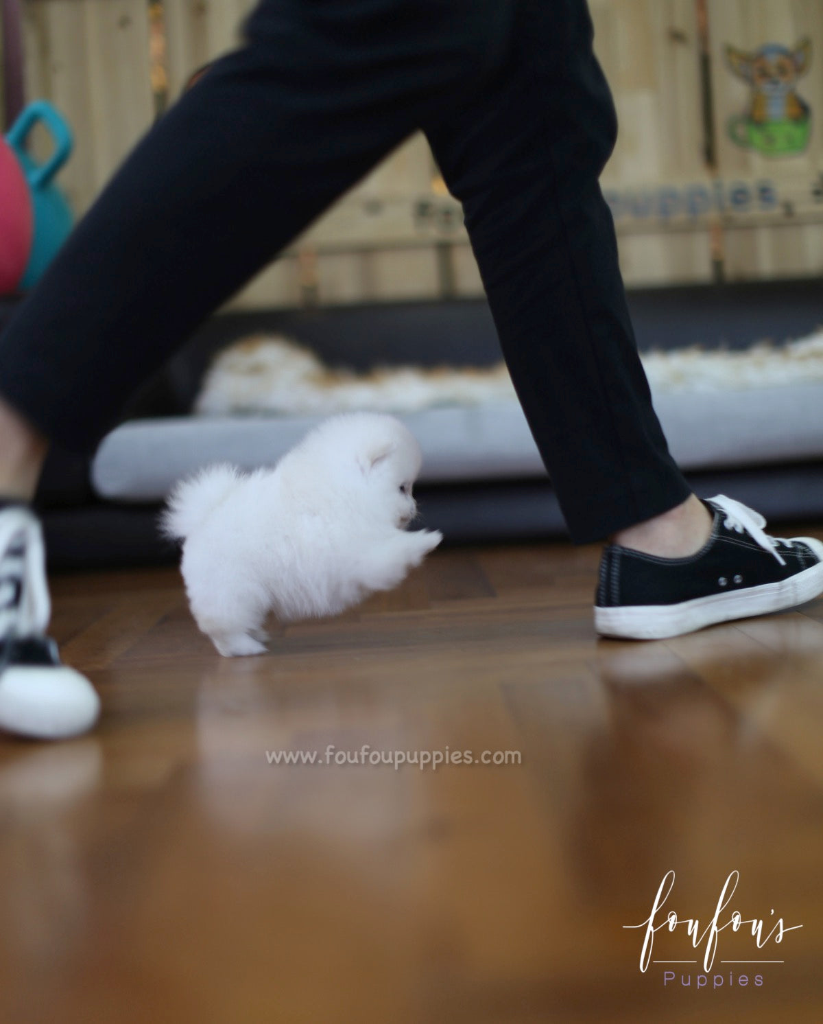 Cotton - Pomeranian F.