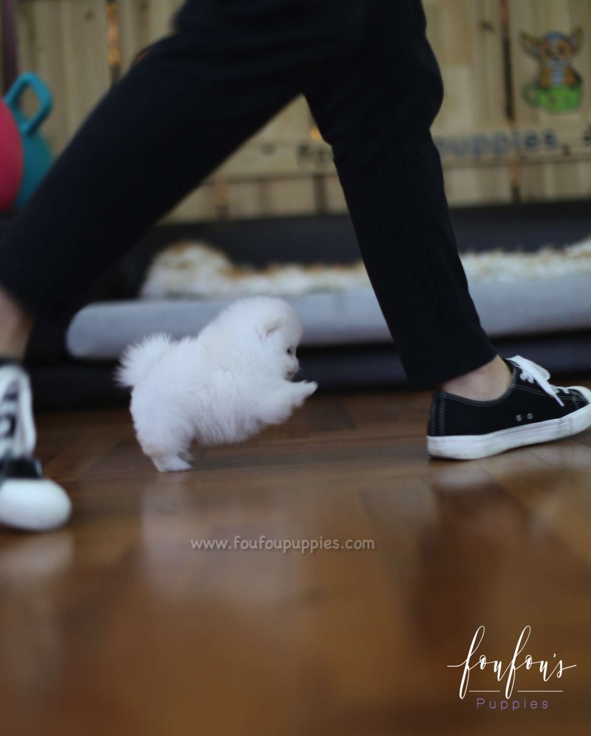Cotton - Pomeranian F.