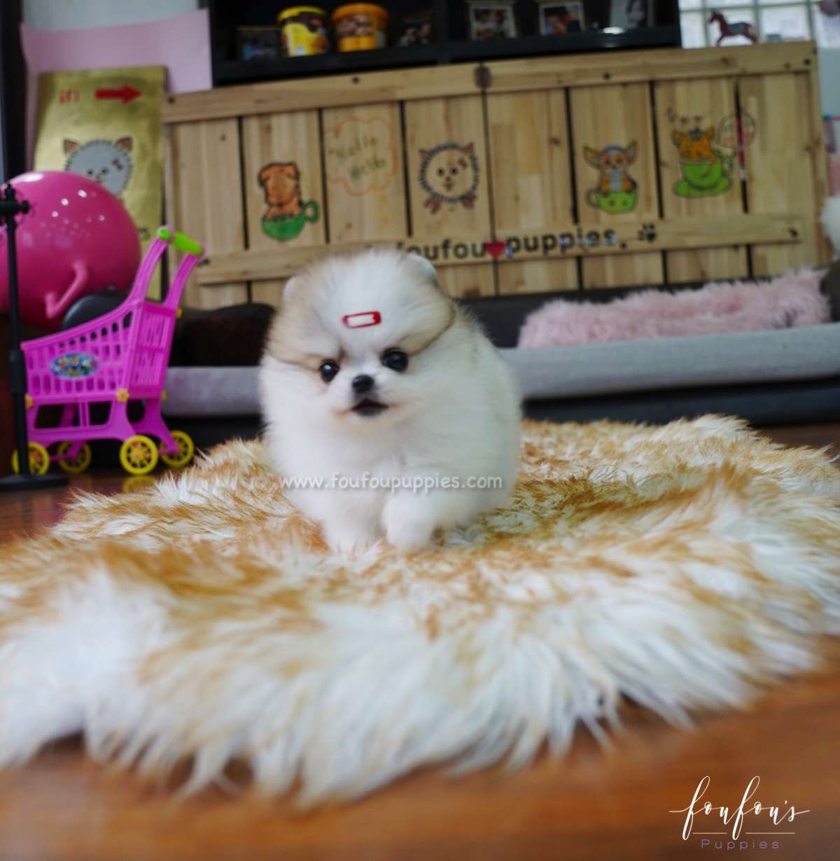 Dolce - Pomeranian F.