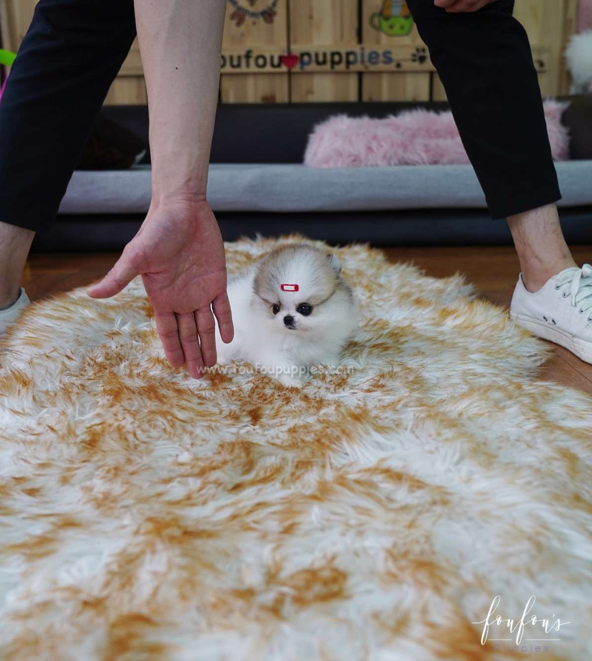 Dolce - Pomeranian F.