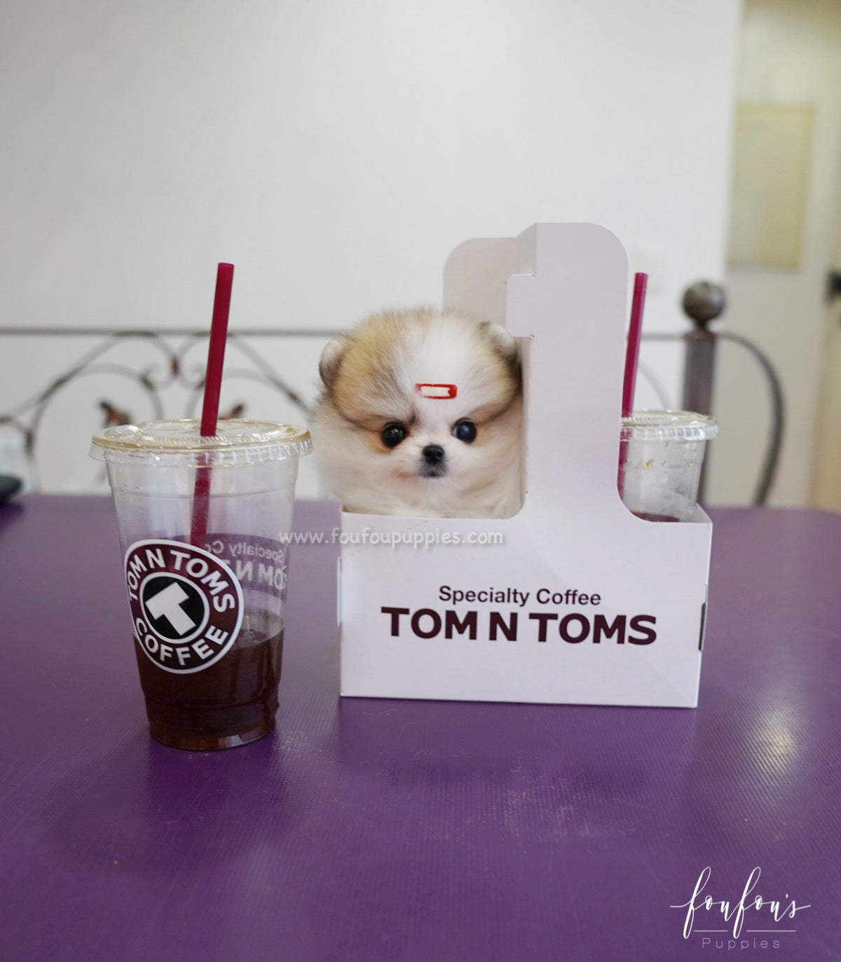 Dolce - Pomeranian F.
