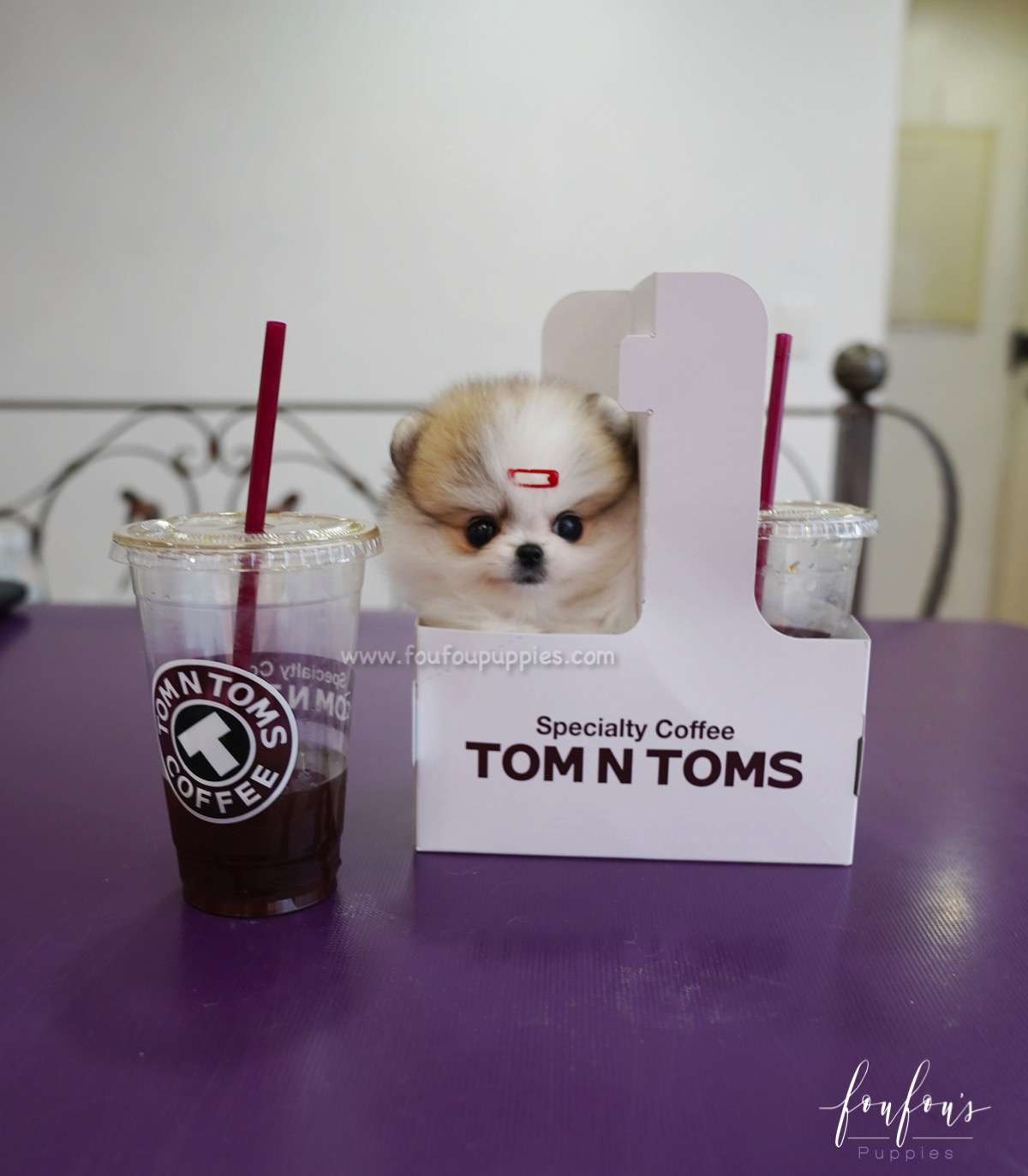 Dolce - Pomeranian F.