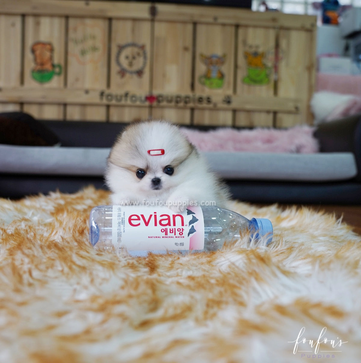 Dolce - Pomeranian F.
