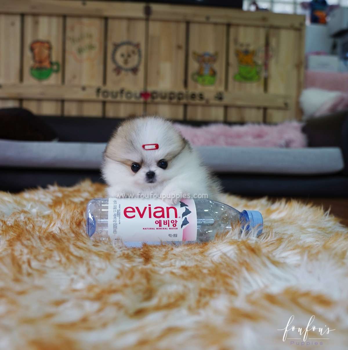 Dolce - Pomeranian F.