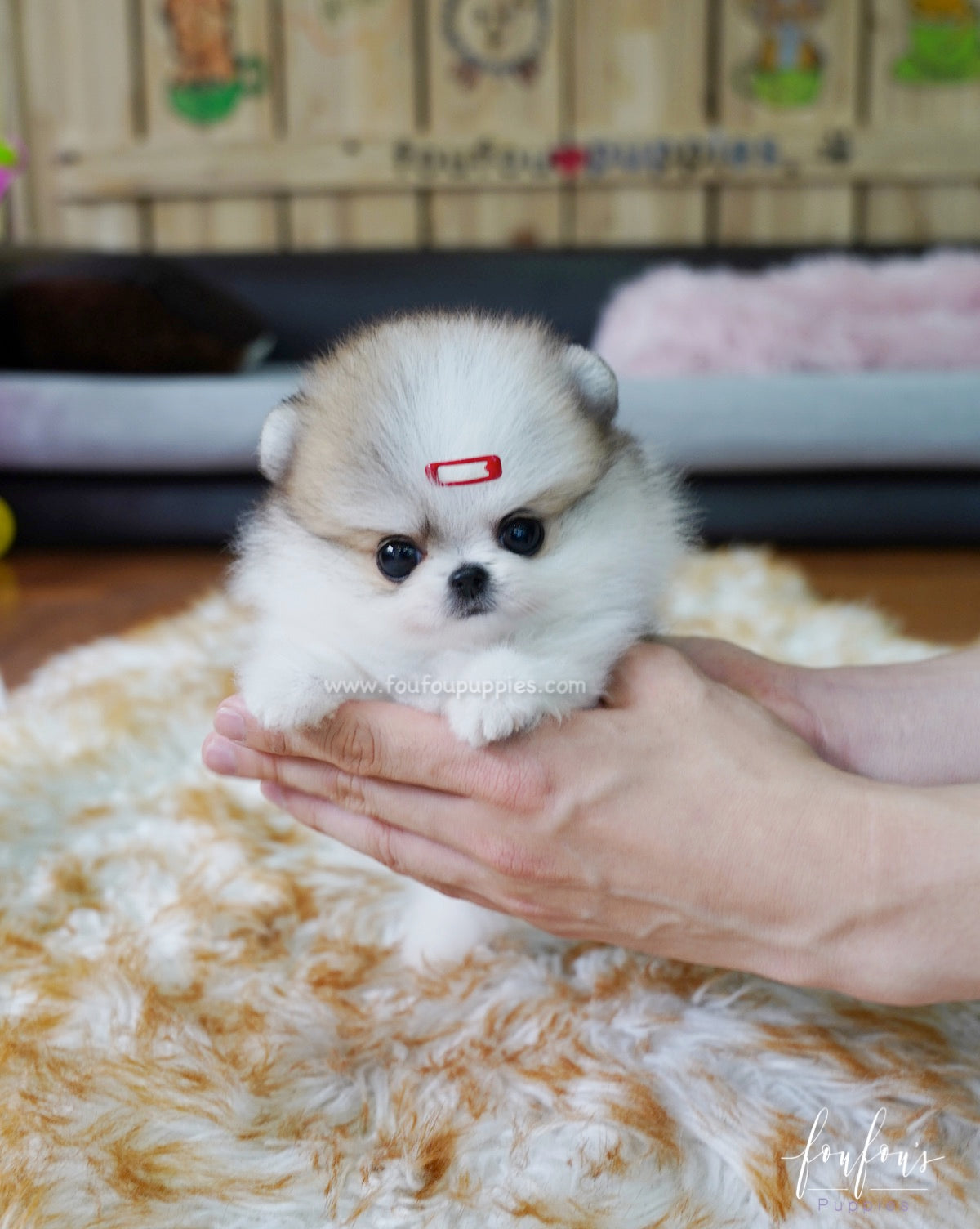 Dolce - Pomeranian F.