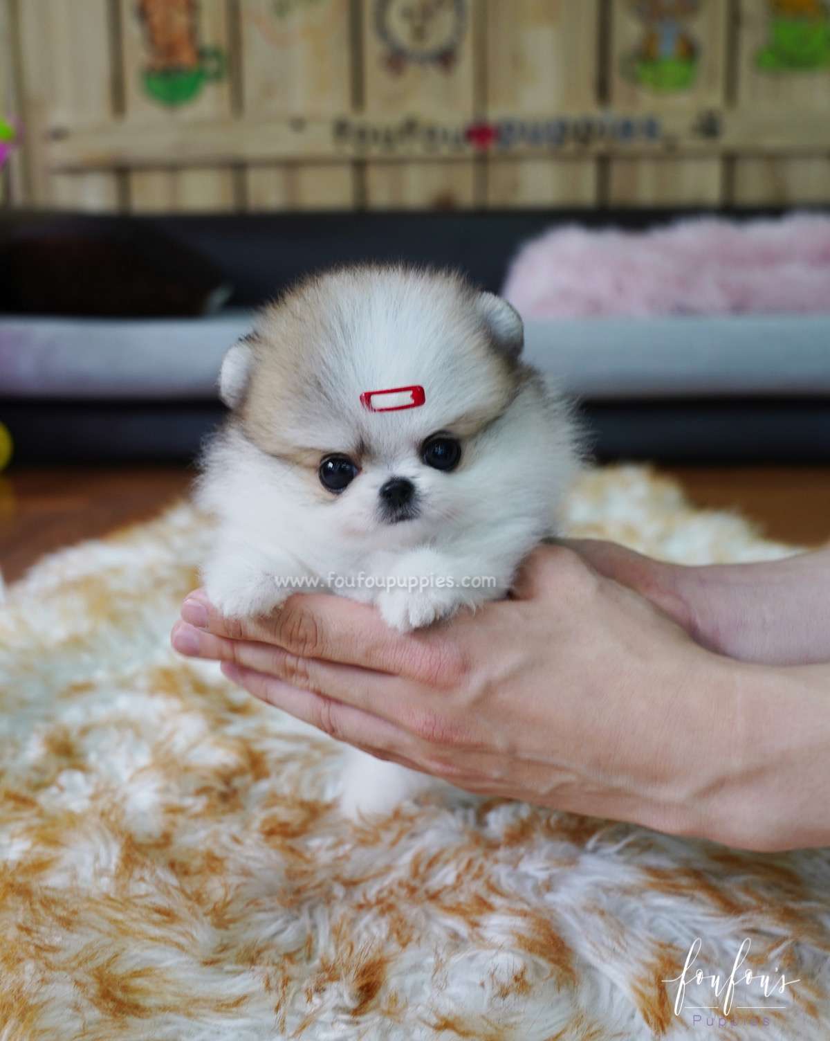 Dolce - Pomeranian F.