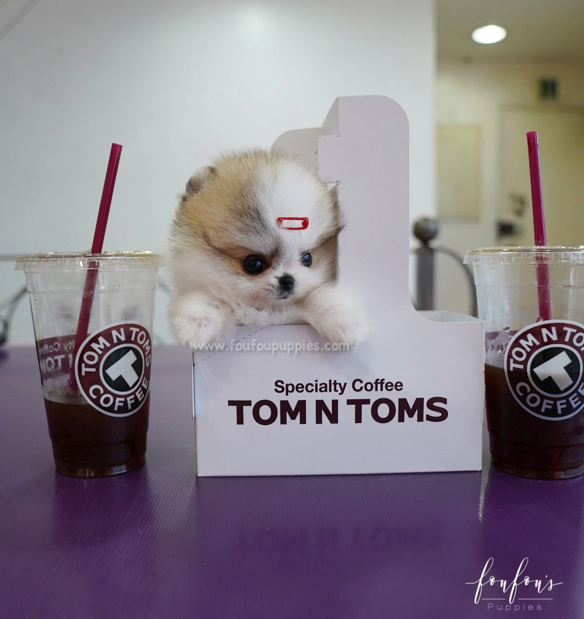 Dolce - Pomeranian F.