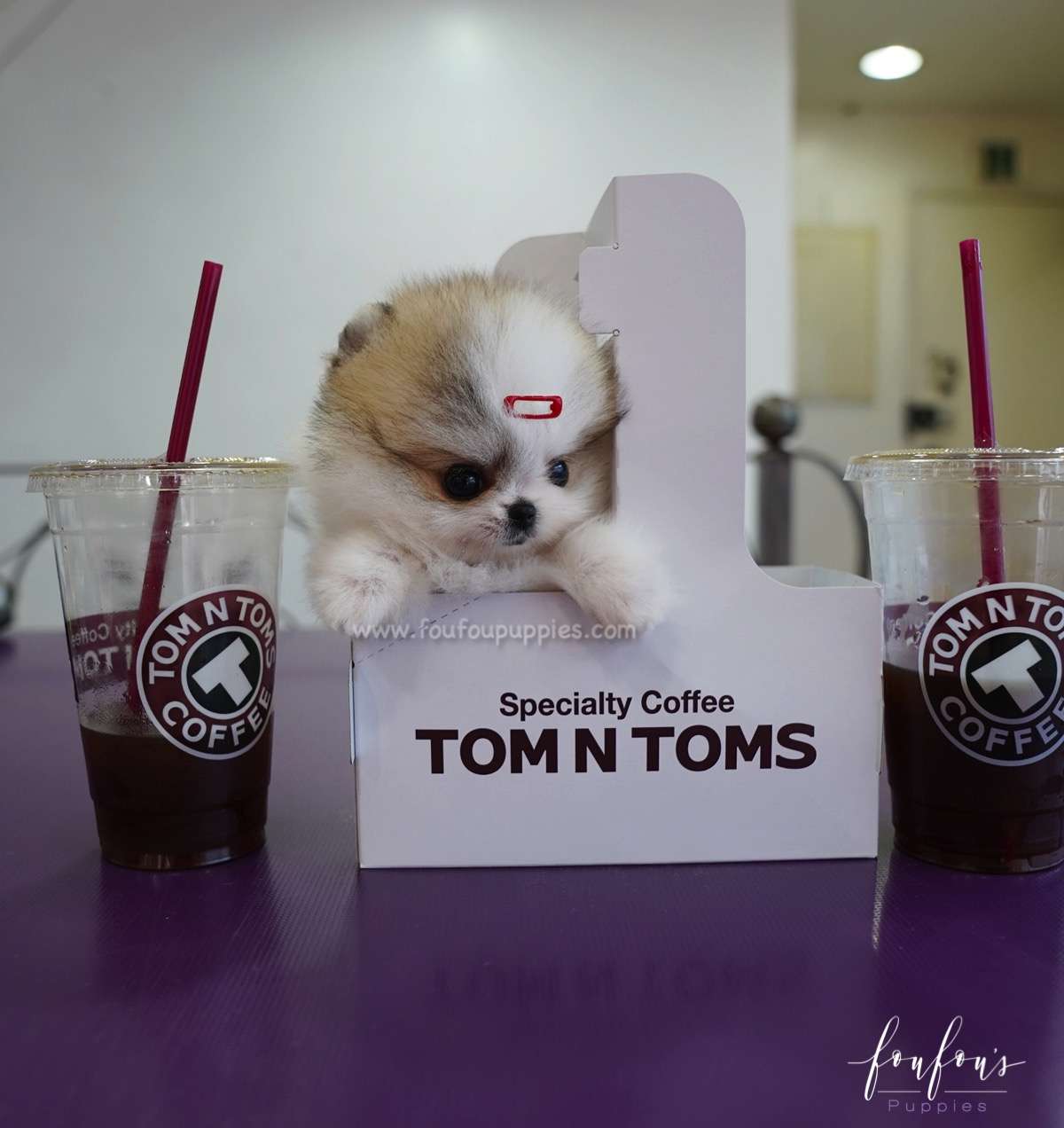 Dolce - Pomeranian F.