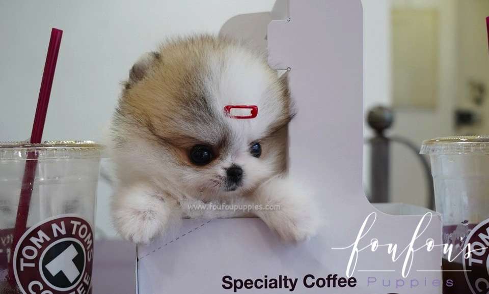 Dolce - Pomeranian F.