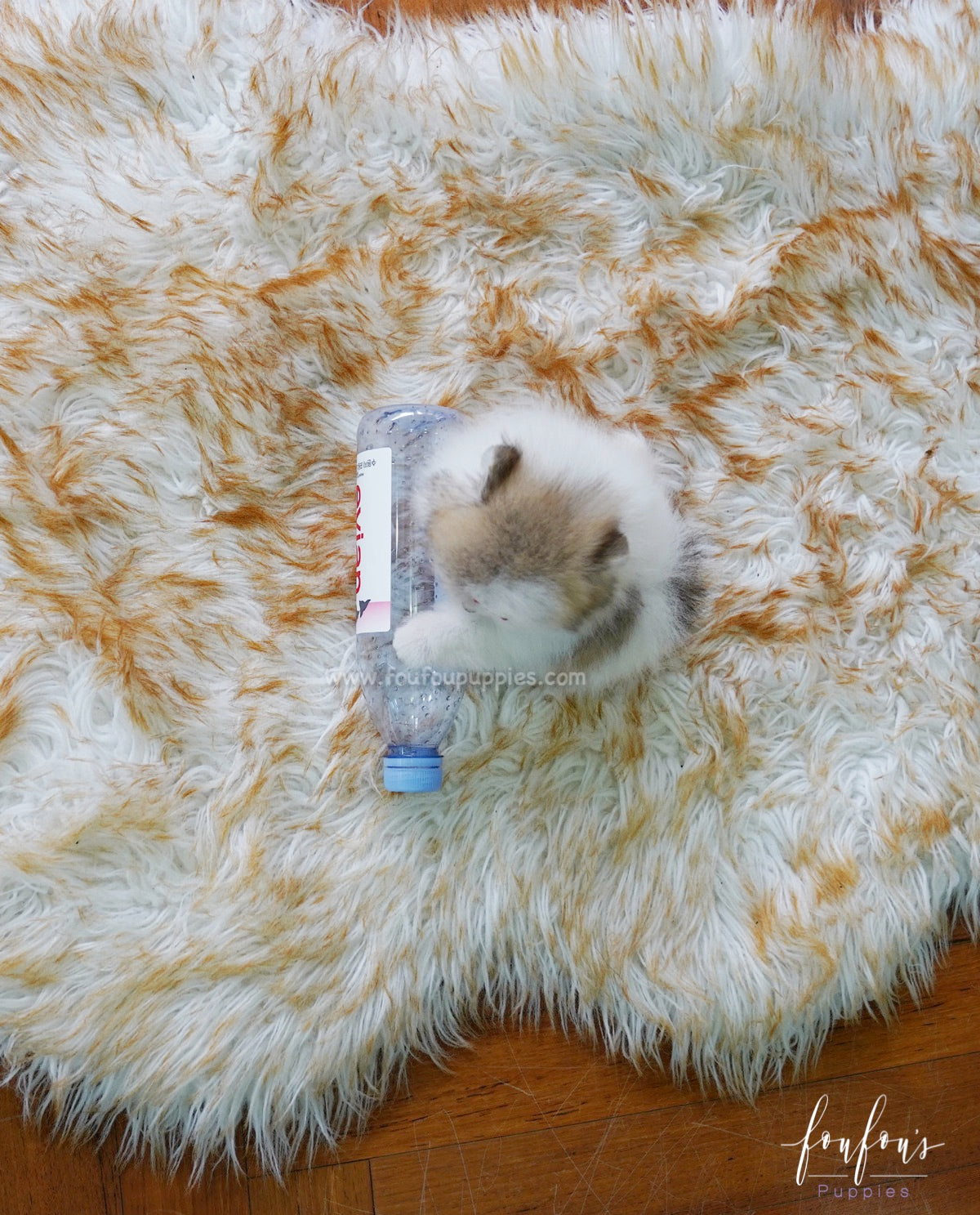 Dolce - Pomeranian F.
