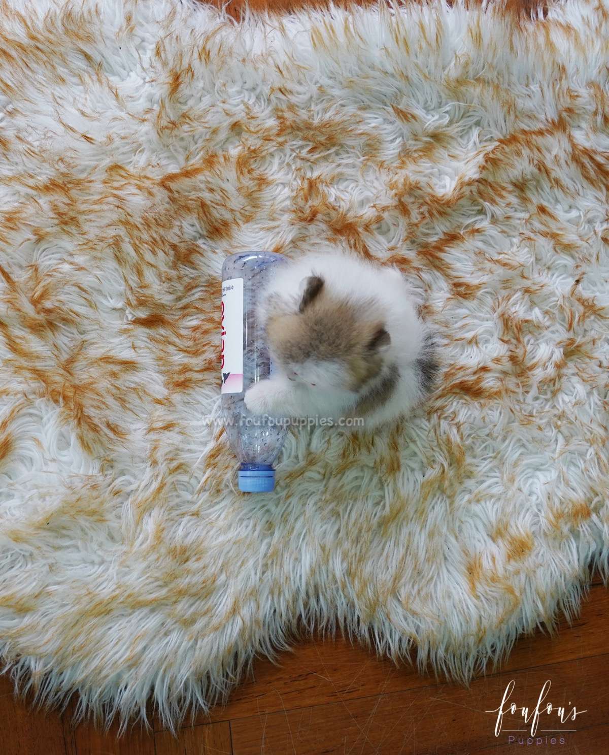 Dolce - Pomeranian F.