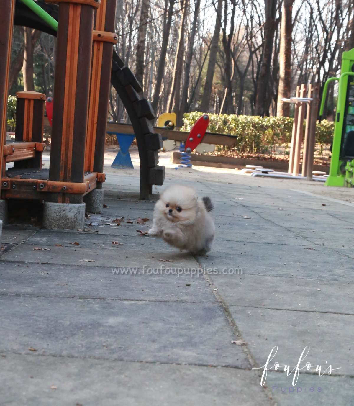 Hermes - Pomeranian M.