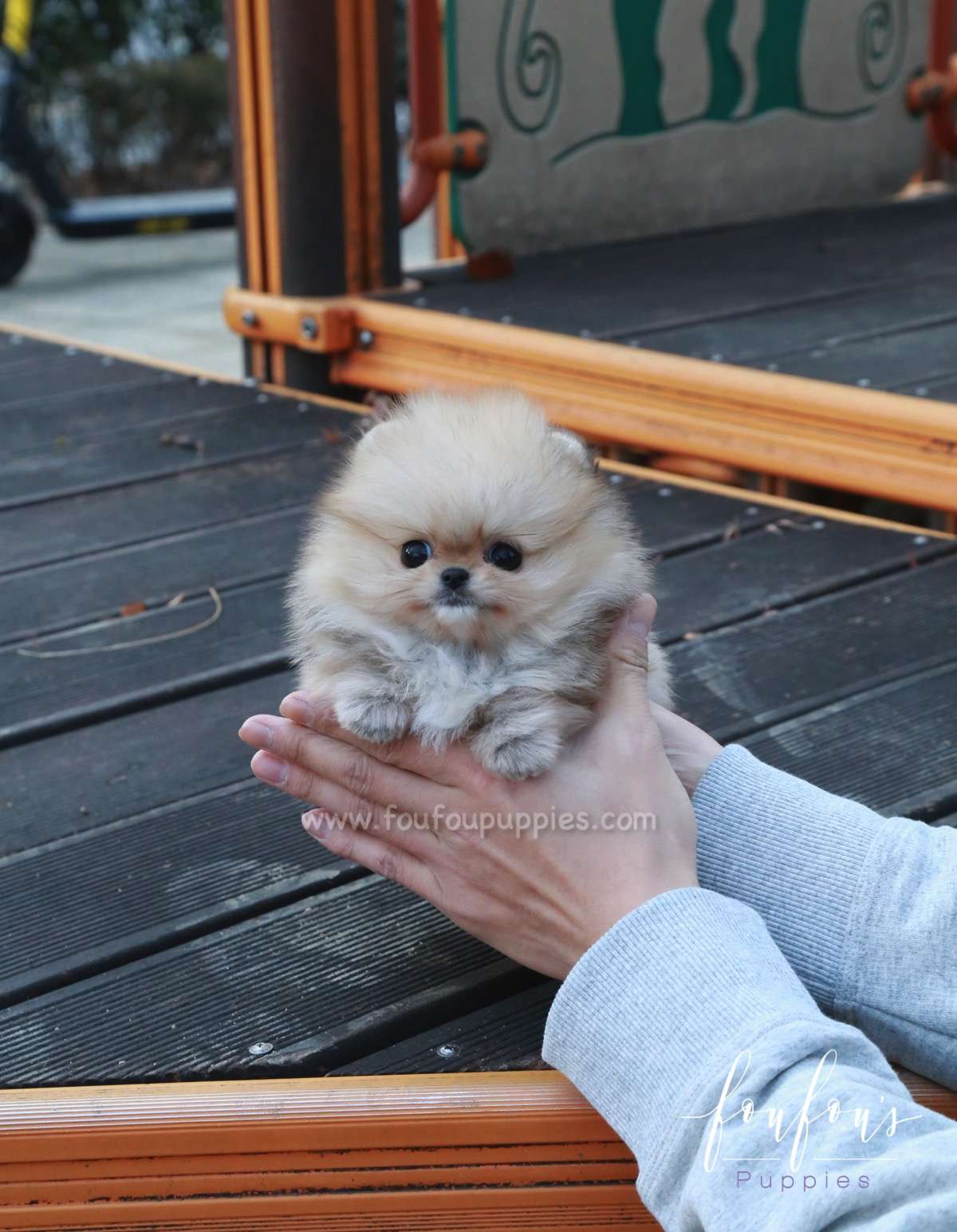 Hermes - Pomeranian M.