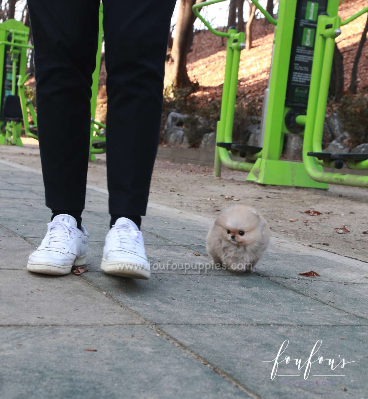 Hermes - Pomeranian M.