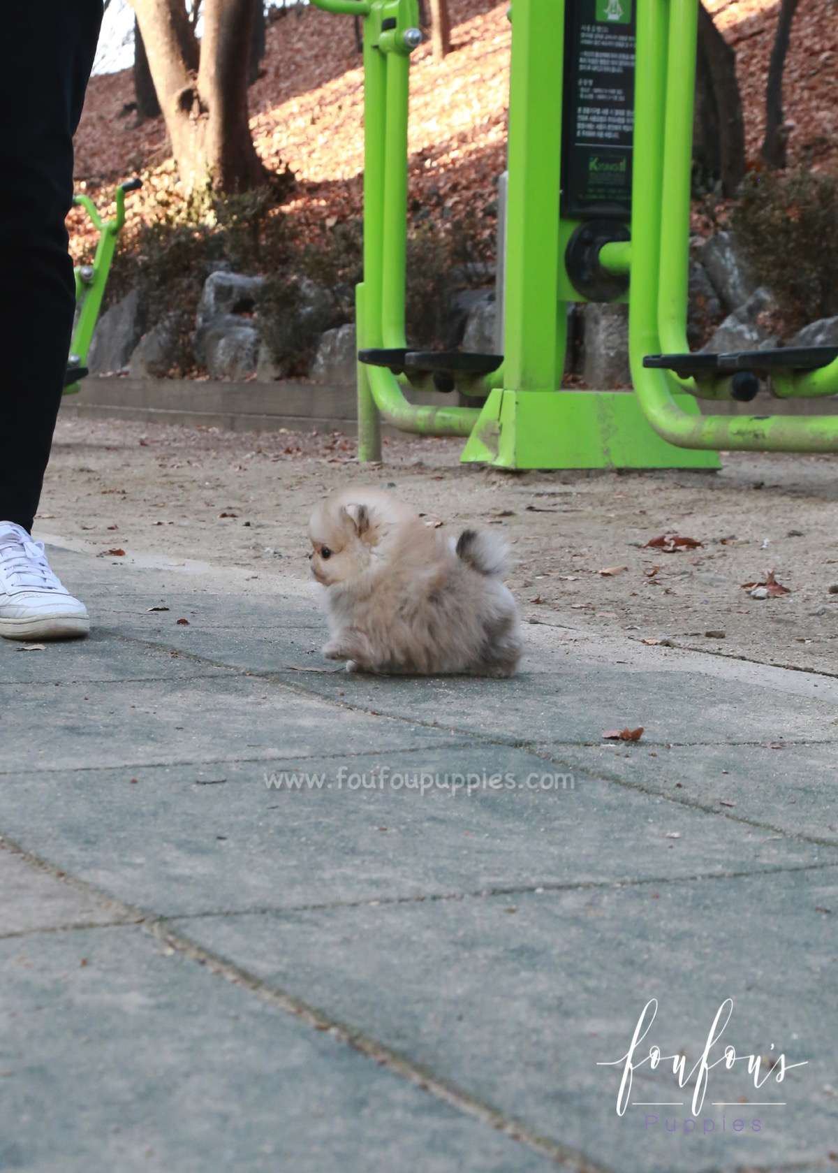 Hermes - Pomeranian M.