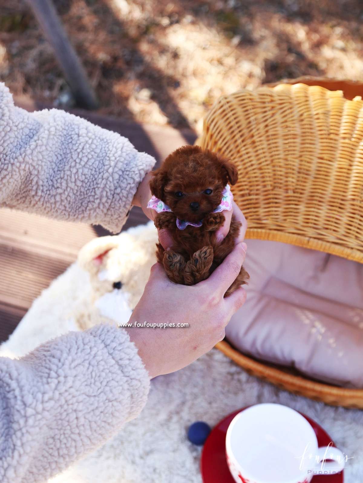 Berry - Poodle F.