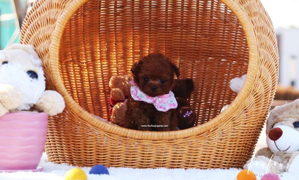 Berry - Poodle F.