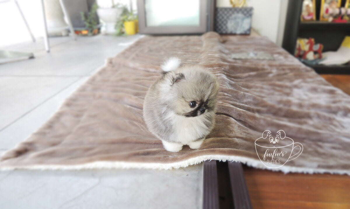 Jezebelle - Pomeranian F. (1710813347953)