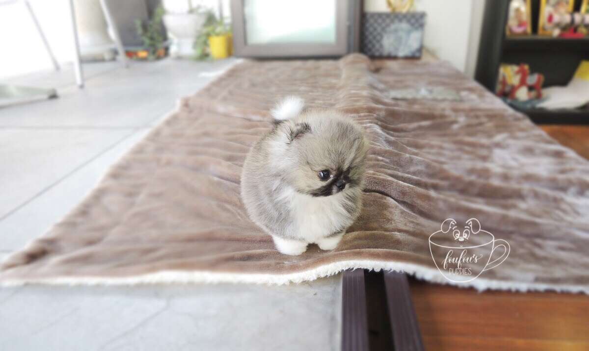 Jezebelle - Pomeranian F. (1710813347953)