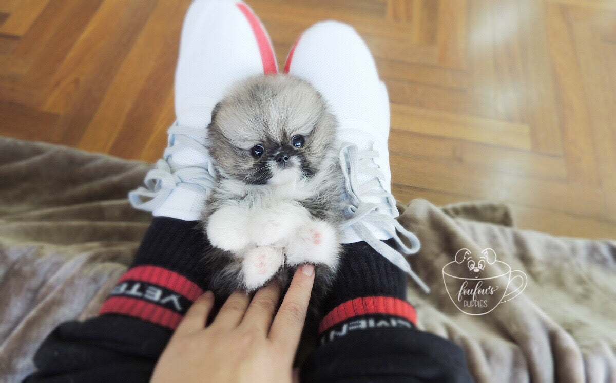 Jezebelle - Pomeranian F. (1710813347953)