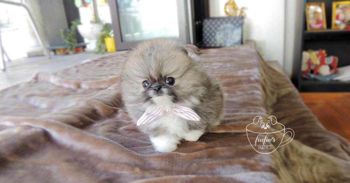 Jezebelle - Pomeranian F. (1710813347953)