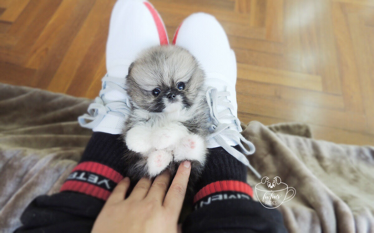 Jezebelle - Pomeranian F. (1710813347953)