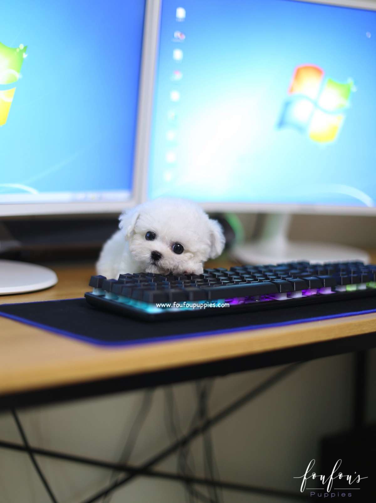 Kalvin - Bichon Frise M.