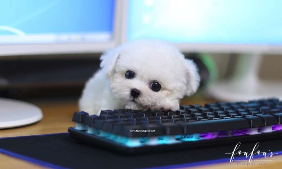Kalvin - Bichon Frise M.