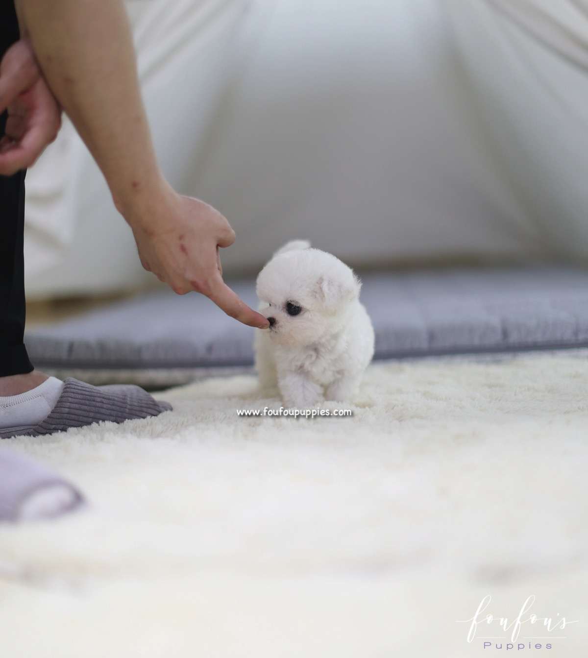 Kalvin - Bichon Frise M.