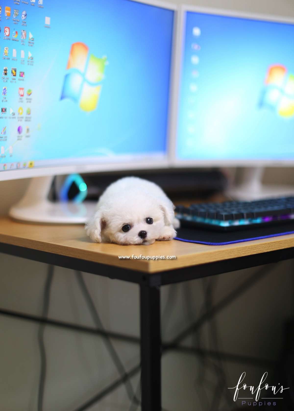 Kalvin - Bichon Frise M.