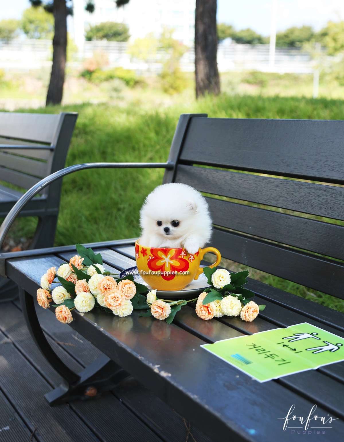 Aspen - Pomeranian F.
