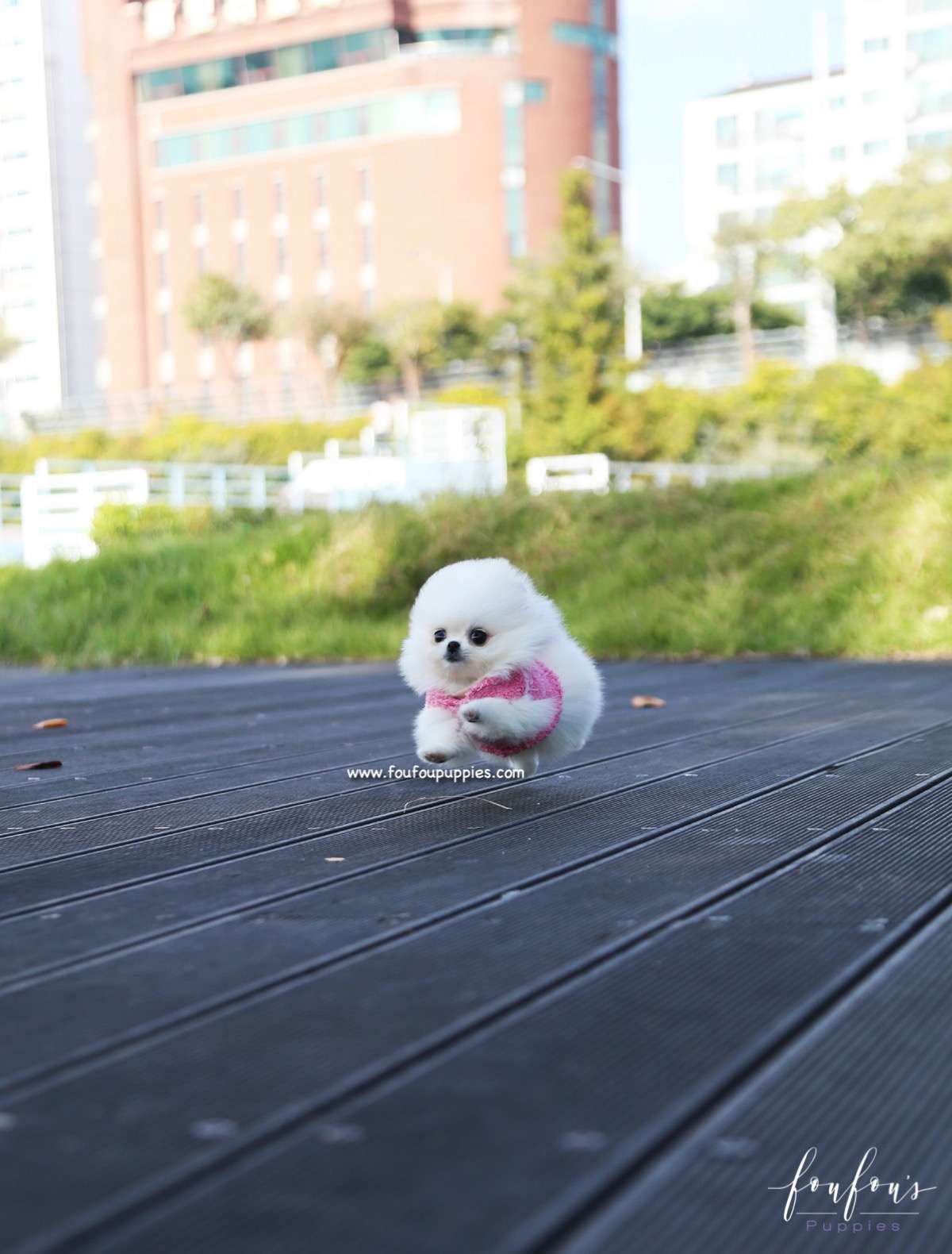 Aspen - Pomeranian F.
