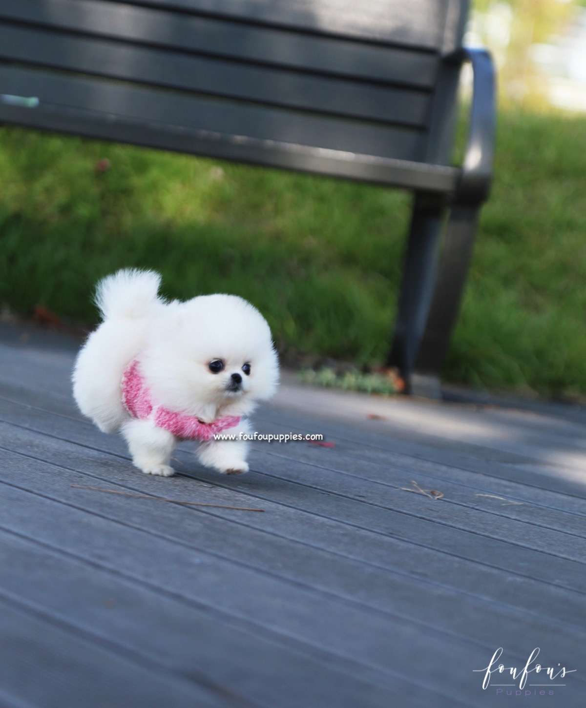Aspen - Pomeranian F.
