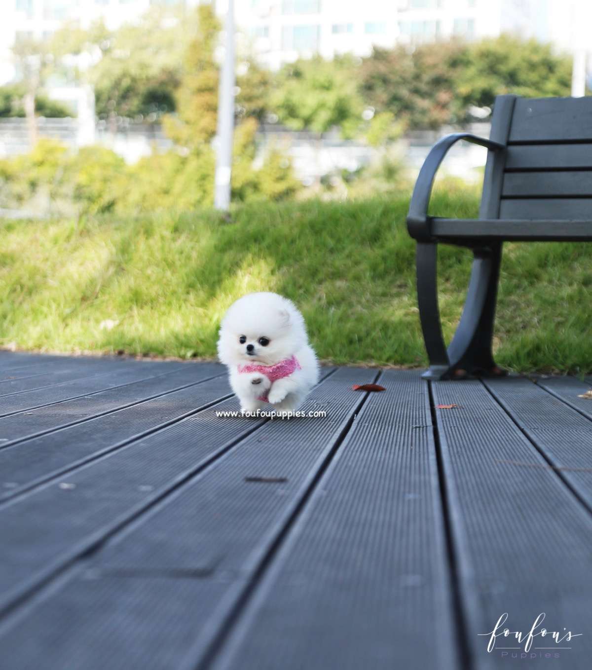 Aspen - Pomeranian F.