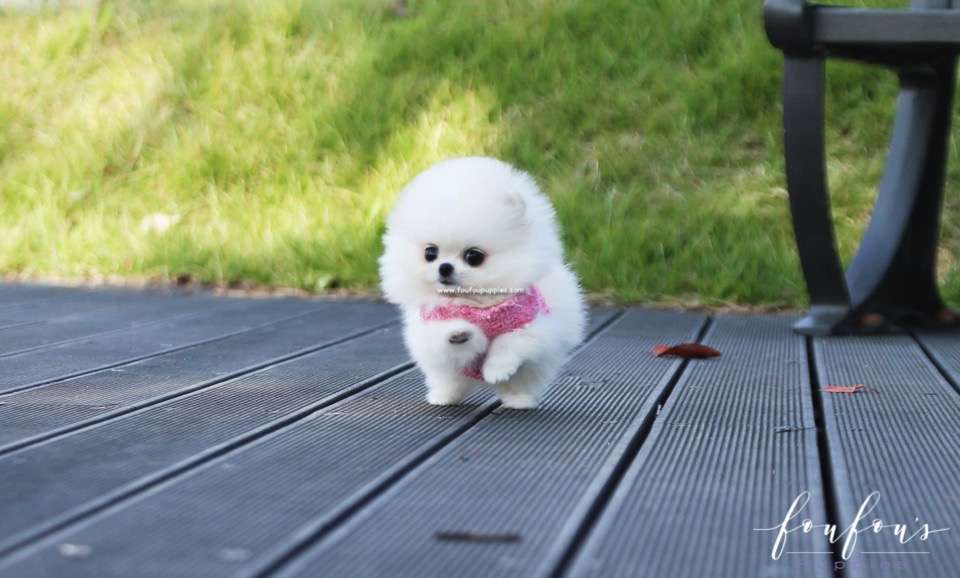 Aspen - Pomeranian F.