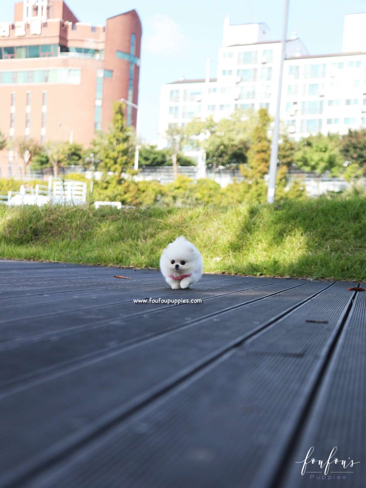 Aspen - Pomeranian F.