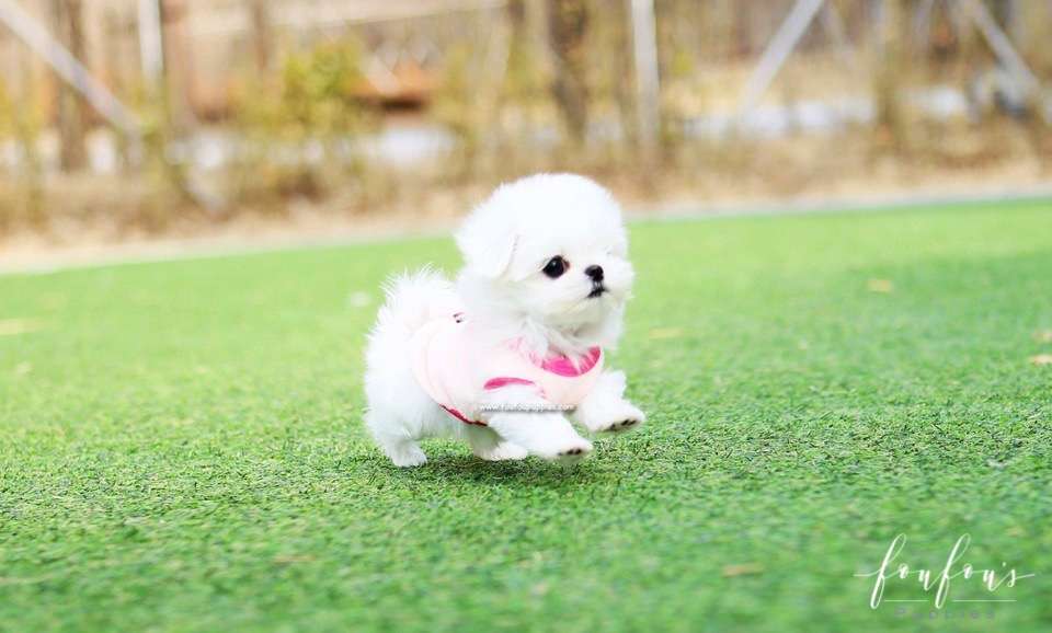 Pearl - Maltese F.
