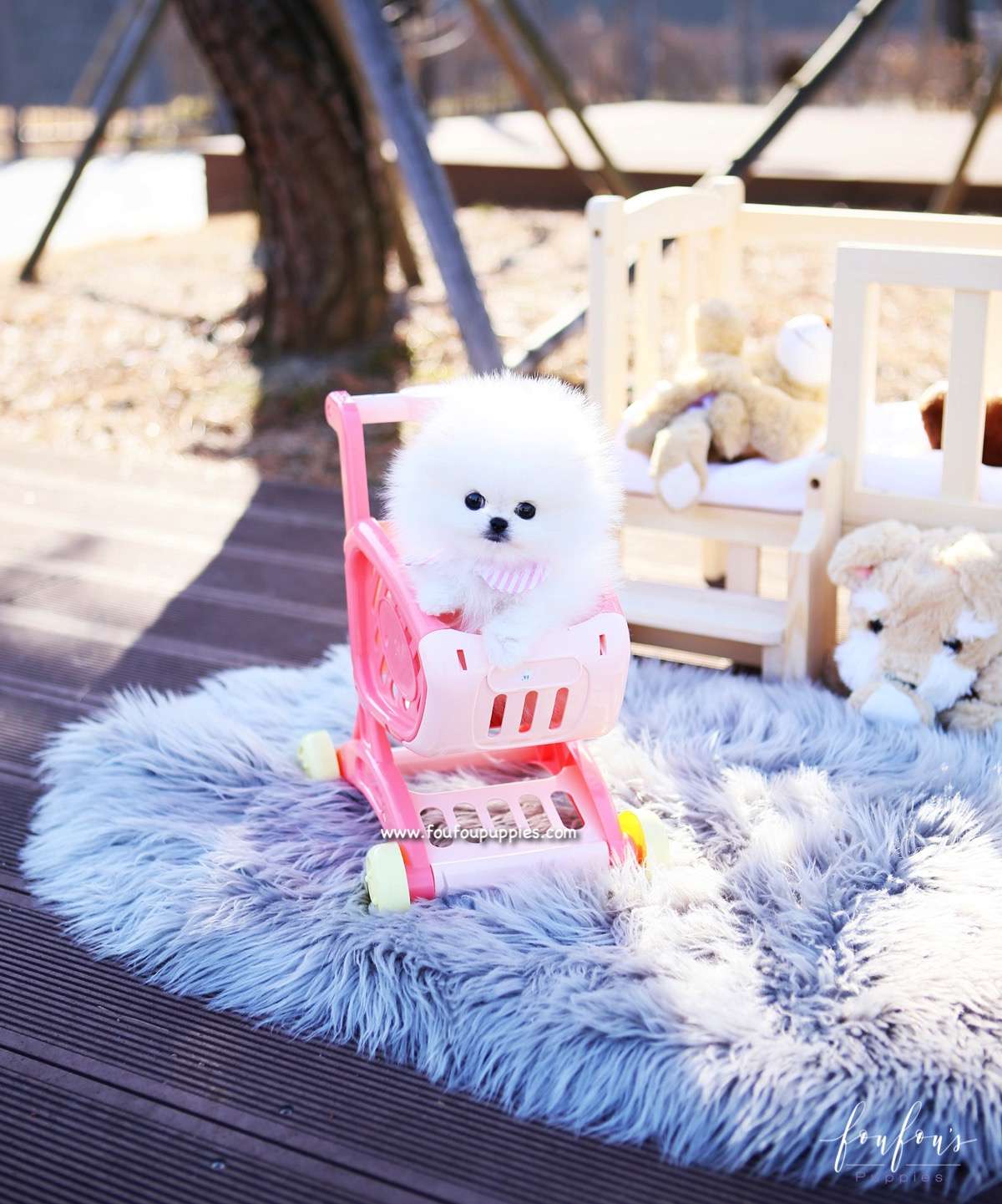 Tiffany - Pomeranian F.