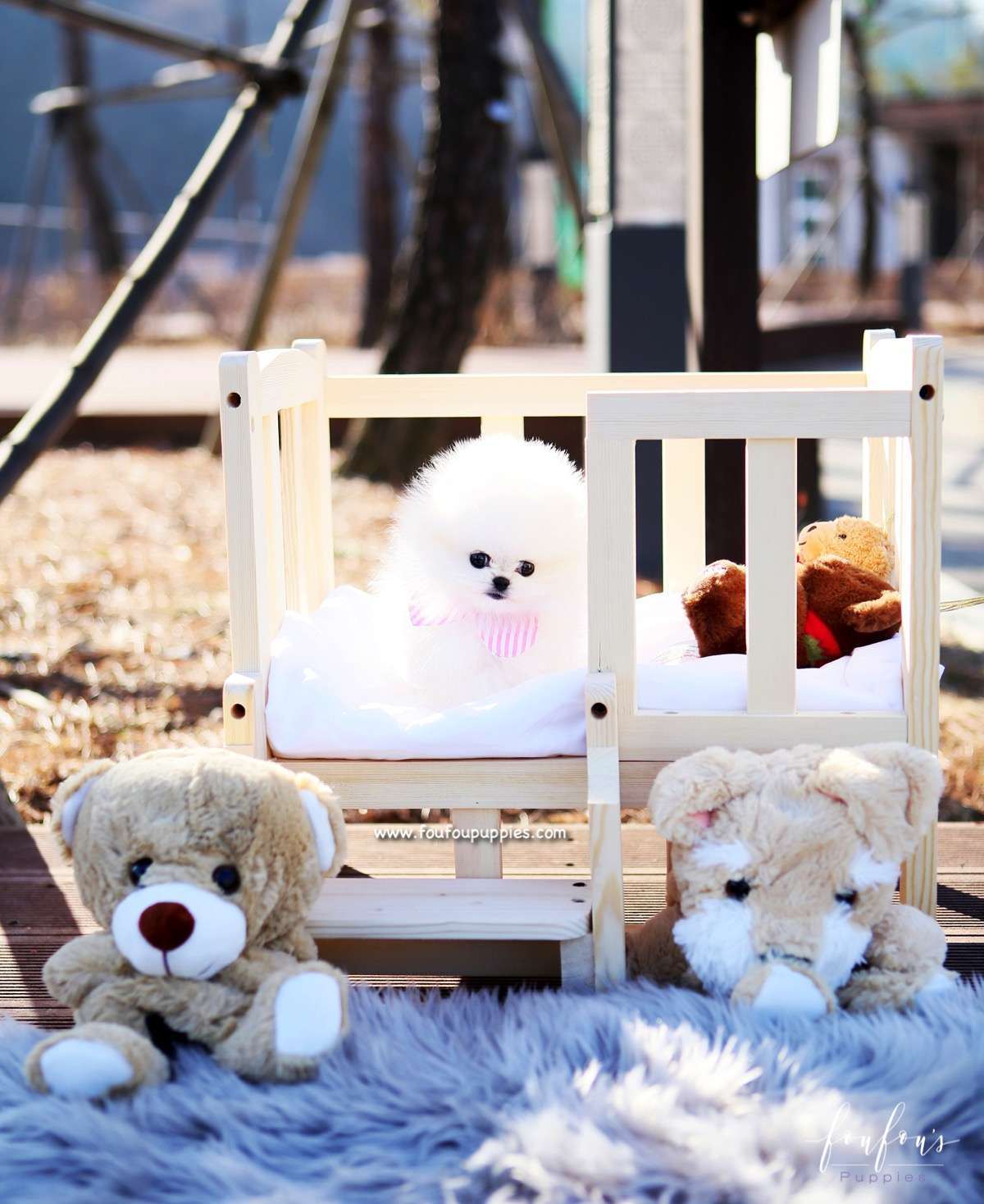 Tiffany - Pomeranian F.