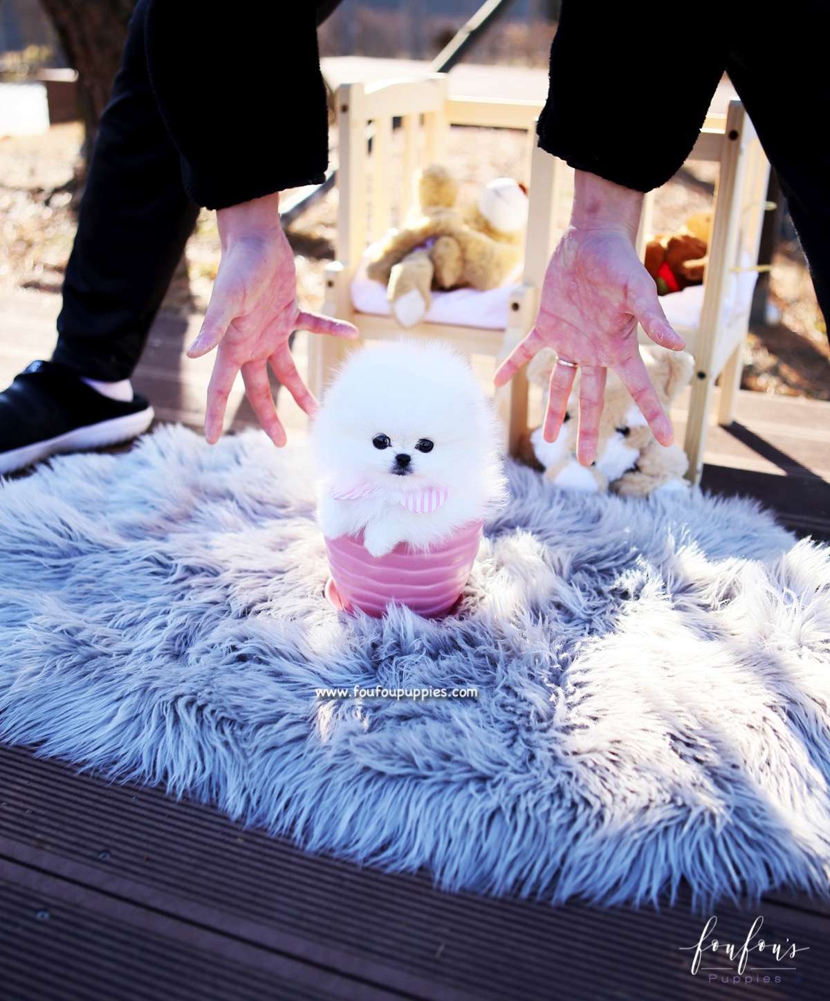 Tiffany - Pomeranian F.