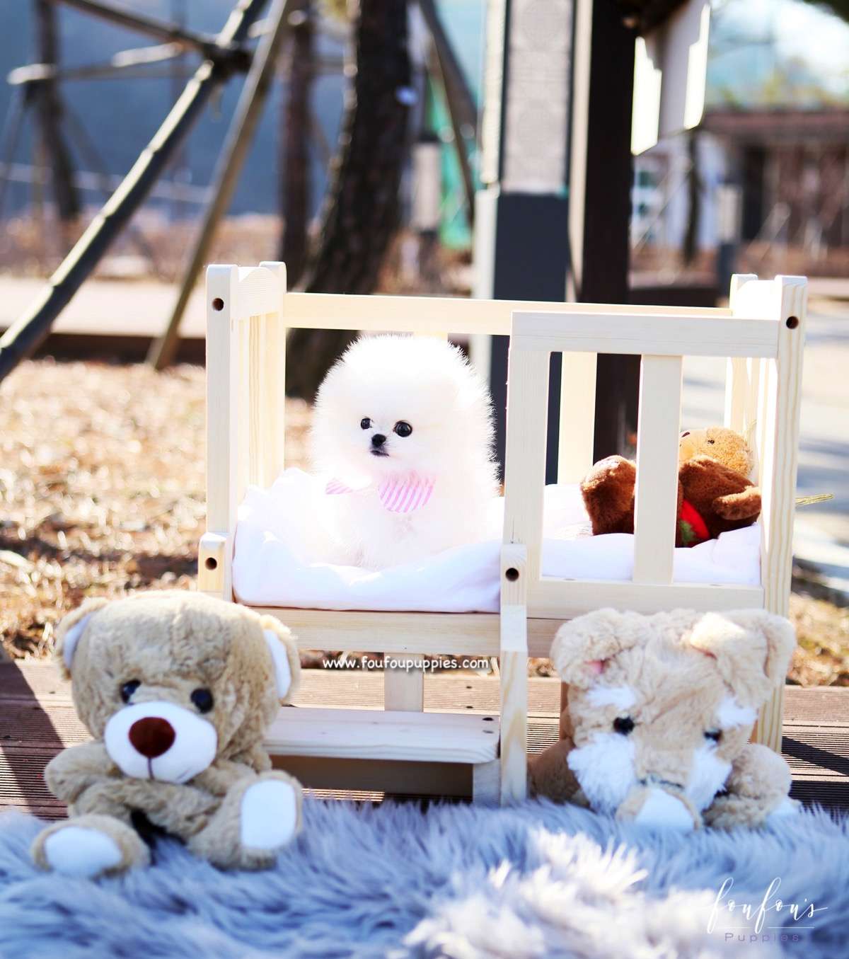 Tiffany - Pomeranian F.