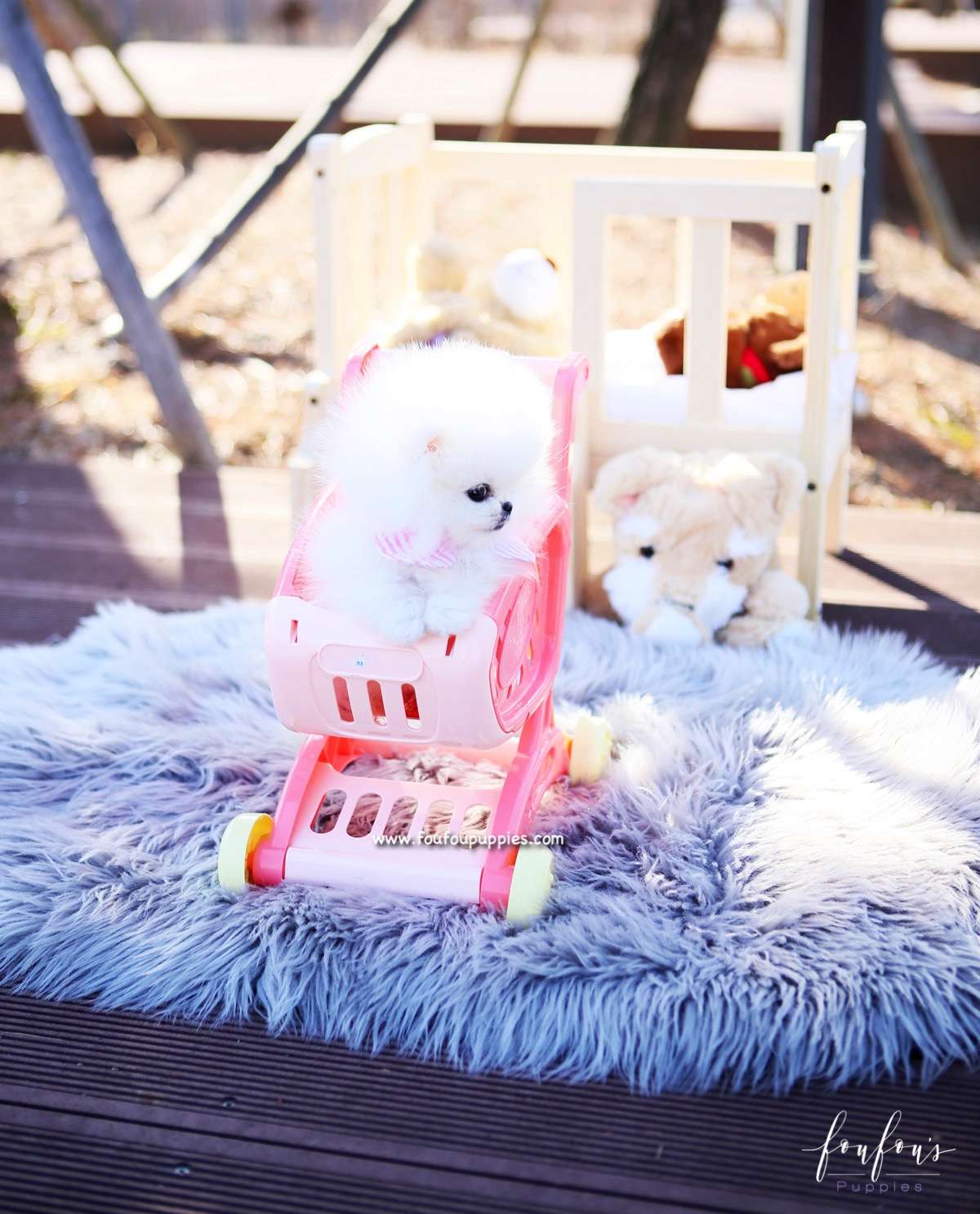 Tiffany - Pomeranian F.