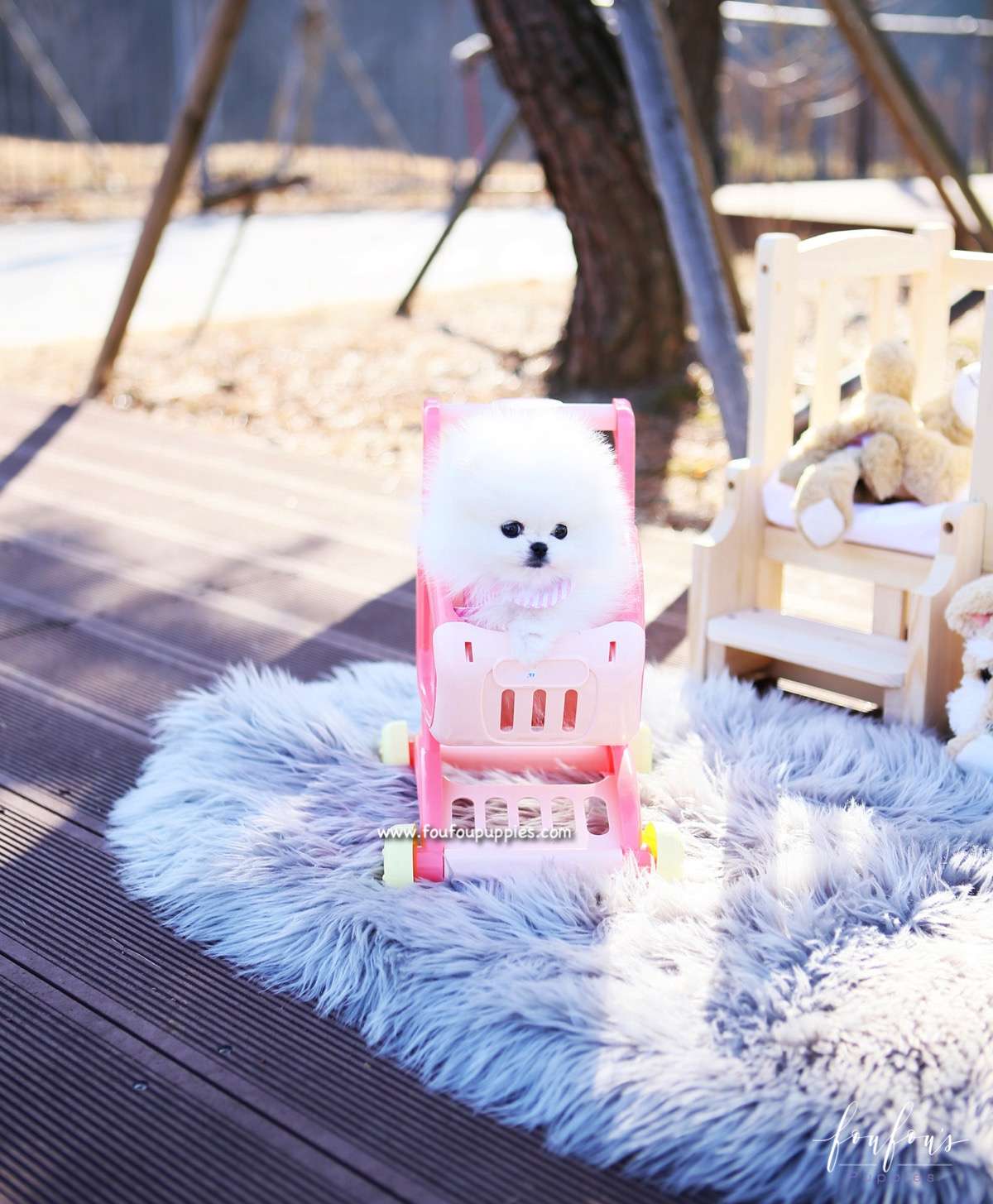 Tiffany - Pomeranian F.