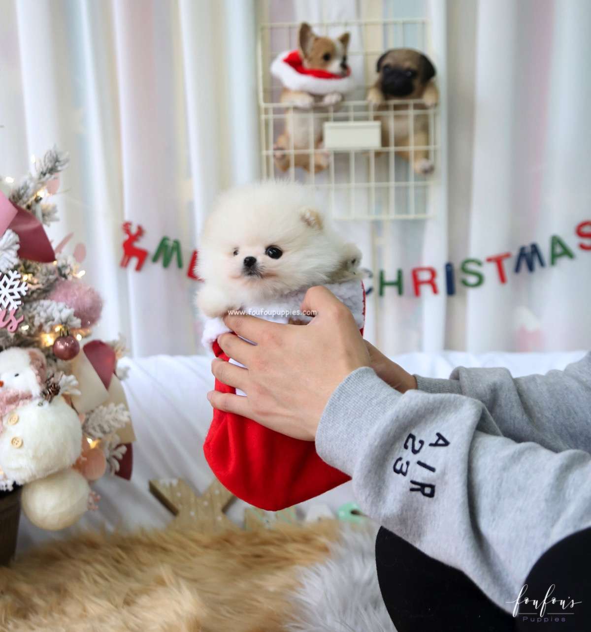 Comet - Pomeranian M.